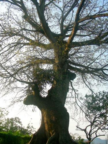 under a big tree