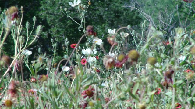 Flowers every where