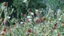 Flowers every where