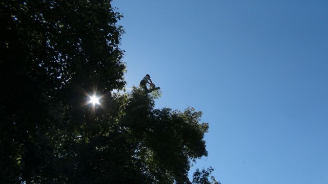 cutting trees in Anderbeek