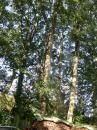 Treework