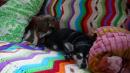 The last day with all three Chihuwahuas