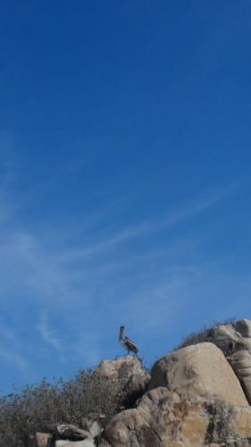 Pelican