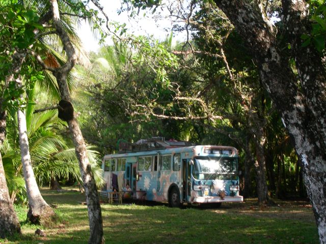 parked between coc nuts trees