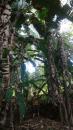 Big Banana Palm Trees