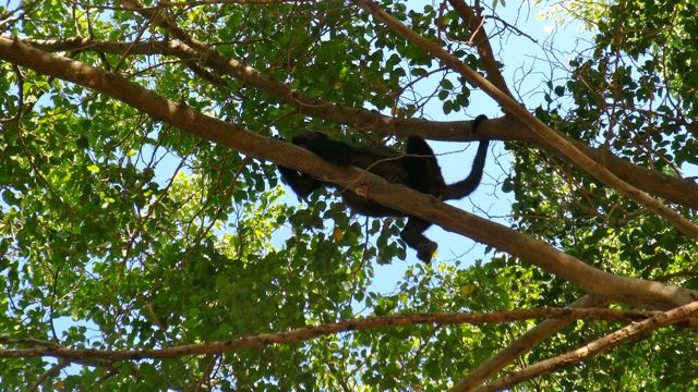 monkey in the tree