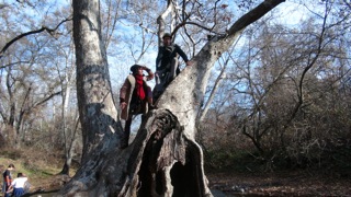 in the sherwood forest in Chico Califoria